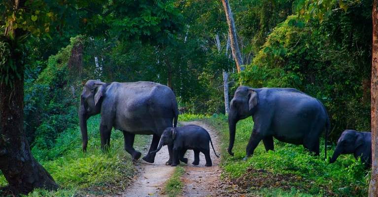 Kerala Wildlife Sanctuary, National Parks of Kerala
